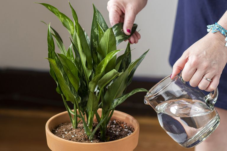 浇灌植物叶子浇水时