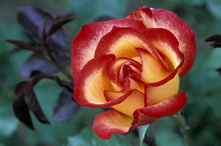 'Betty Boop'Floribunda Rose