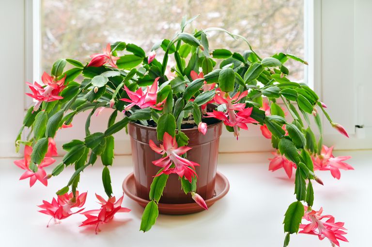 圣诞仙人掌（Schlumbergera）