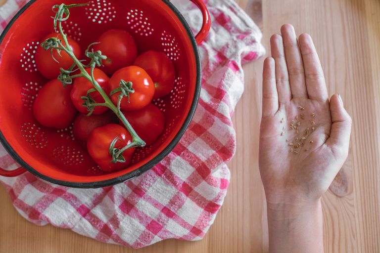 碗在红色滤锅的蕃茄用伸出的手拿着干蕃茄种子＂class=