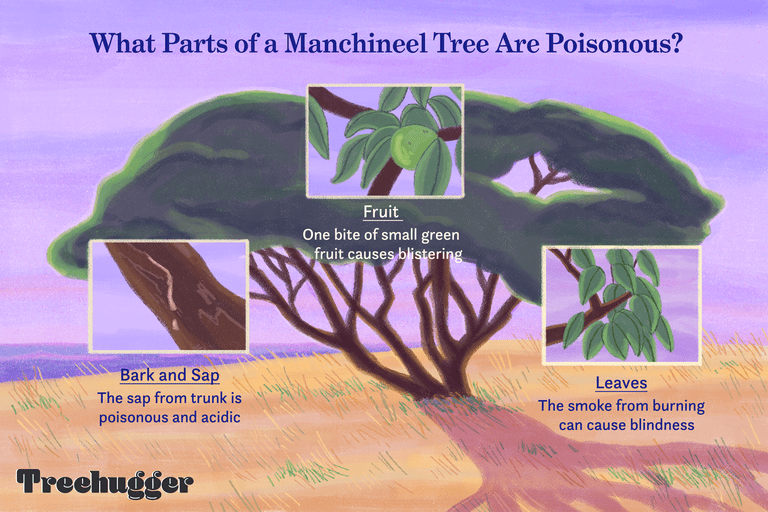 为什么Manchineel树是如此有毒